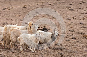 steppe, prairie, veldt, veld