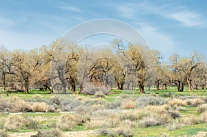 steppe, prairie, veldt, veld