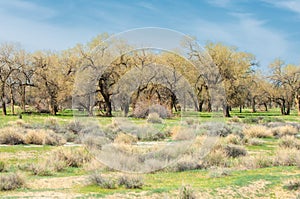 steppe, prairie, veldt, veld