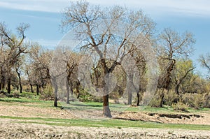 steppe, prairie, veldt, veld