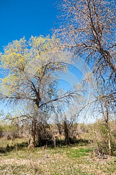 steppe, prairie, veldt, veld