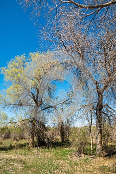 steppe, prairie, veldt, veld