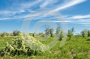 steppe, prairie, veldt, veld, flood plain