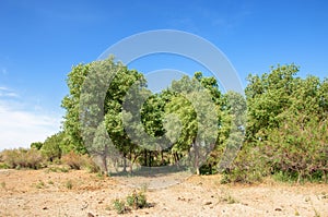 steppe, prairie, veldt, veld photo