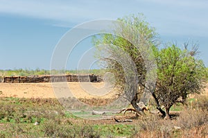 steppe, prairie, veldt, veld photo