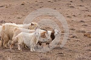 steppe, prairie, veldt, veld photo