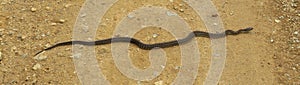 Steppe ratsnake Elaphe dione Dione snake