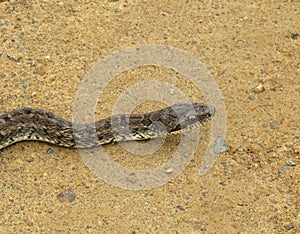 Steppe ratsnake Elaphe dione Dione snake closeup