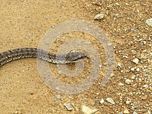 Steppe ratsnake Elaphe dione Dione snake closeup