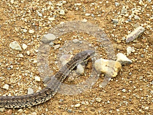 Steppe ratsnake Elaphe dione Dione snake closeup