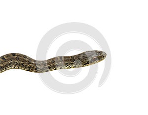 Steppe ratsnake Elaphe dione Dione snake closeup isolated on white background