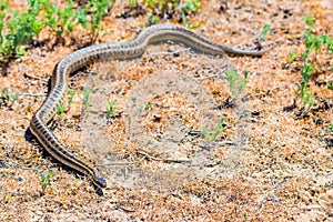 Steppe ratsnake or Elaphe dione on ground