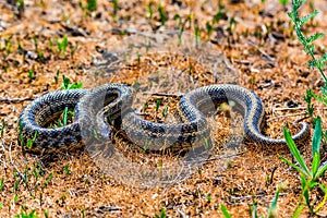 Steppe ratsnake or Elaphe dione on ground