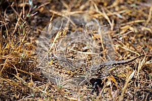 Steppe runner lizard or Eremias arguta close on dry ground