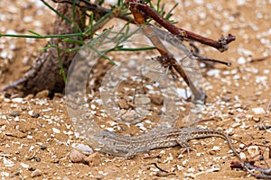 Steppe Runner Lizard or Eremias arguta on sand