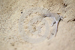 Steppe runner lizard