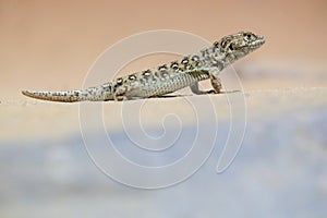 Steppe-runner photo