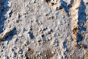 Steppe saline soils. Steppe prairie veldt veld. photo