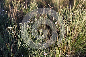 Steppe small flowers. Herbs. Tyva