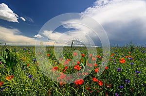 Steppe at spring