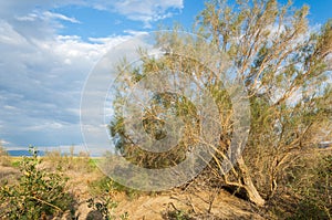 steppe summer. Turgai save. Lake in the desert