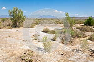 steppe summer. Turgai save. Lake in the desert