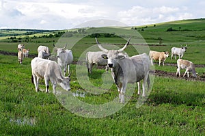 The steppe sura, cow  on the pasture