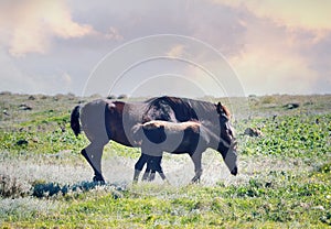 Steppe Tatar horses