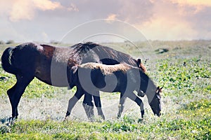 Steppe Tatar horses