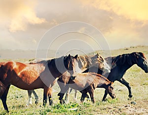 Steppe Tatar horses