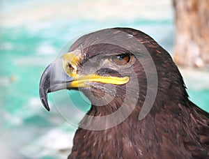 Steppe Tawny Eagle closeup