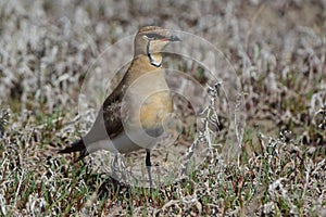 Steppe Tirkushka Glareola nordmanni is an active and noisy bird, standing in the steppe on a spring day.