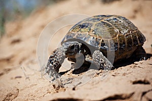 Steppe tortoise