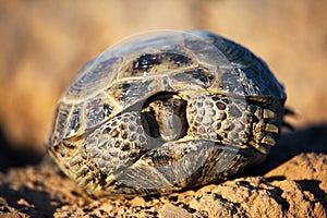 Steppe tortoise in shell