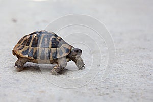 Steppe tortoise (Testudo (Agrionemys) horsfieldii) in its natural habitat