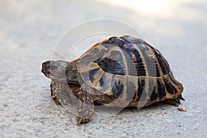 Steppe tortoise (Testudo (Agrionemys) horsfieldii) in its natural habitat crosses the road