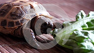 Steppe tortoise (Testudo horsfieldii) during feeding