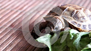 Steppe tortoise (Testudo horsfieldii) during feeding