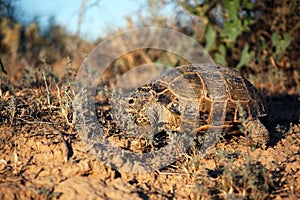 Steppe tortoise in their natural habitat