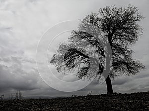 Steppe tree alone lonely blackandwhite photo