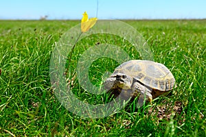 Steppe turtle photo