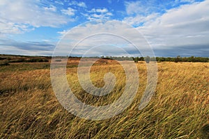 Steppe in Ukraine. Steppe plants. Stipa borysthenica. Festuca valesiaca. photo