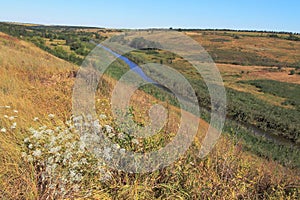 Steppe in Ukraine. Steppe plants. Stipa borysthenica. Festuca valesiaca.