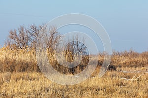 The steppe in the winter, the river or Kazakhstan. Kapchagai Bakanas