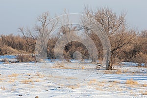 The steppe in the winter, the river or Kazakhstan. Kapchagai Bakanas