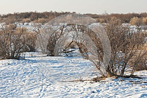 The steppe in the winter, the river or Kazakhstan. Kapchagai Bakanas
