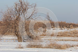 The steppe in the winter, the river or Kazakhstan. Kapchagai Bakanas