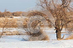 The steppe in the winter, the river or Kazakhstan. Kapchagai Bakanas