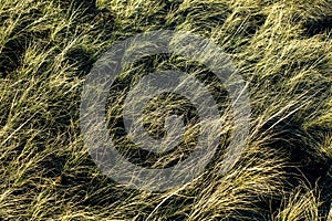 Steppe withered dry grass texture.