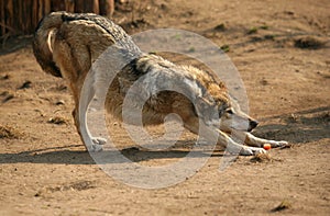 Steppe wolf photo